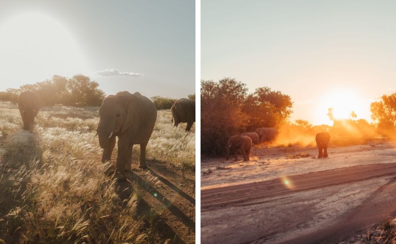 Elefanten in der Abenddämmerung in Namibia am Straßenrand 