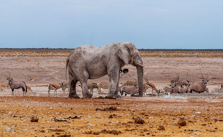 Olifanten bij een waterpoel in het Etosha National Park, Namibië