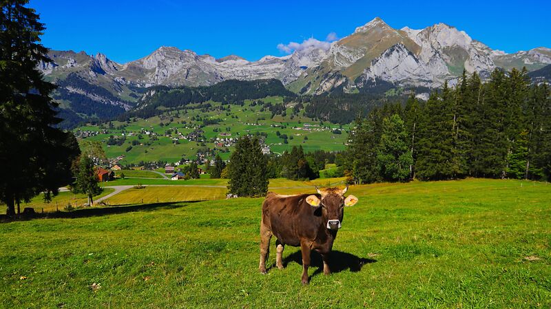 Alpine cow in Switzerland near Wildhaus Toggenburg 