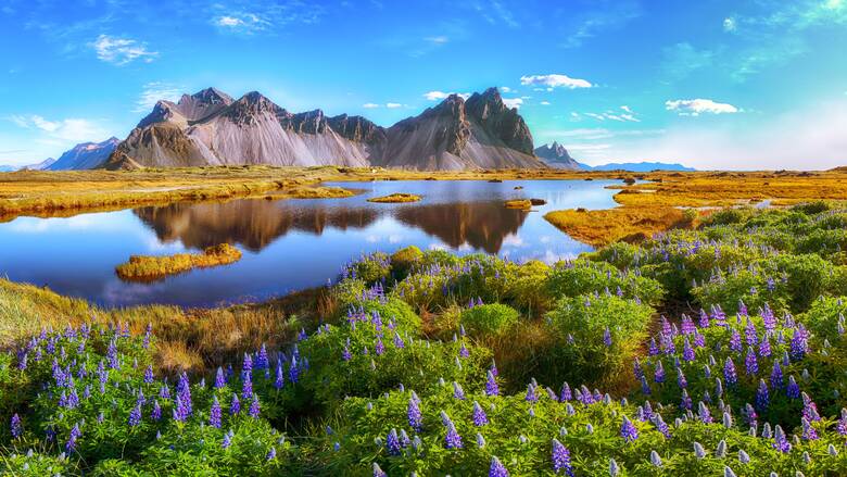 Die ersten Blumen blühen in Island im Frühling