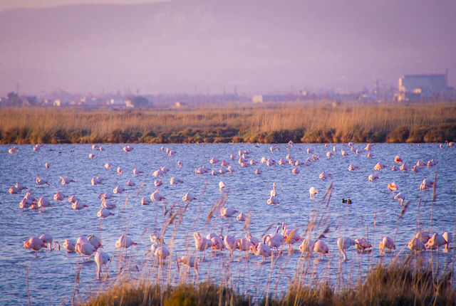 Flamencos en el Parque Natural del Delta del Ebro, España