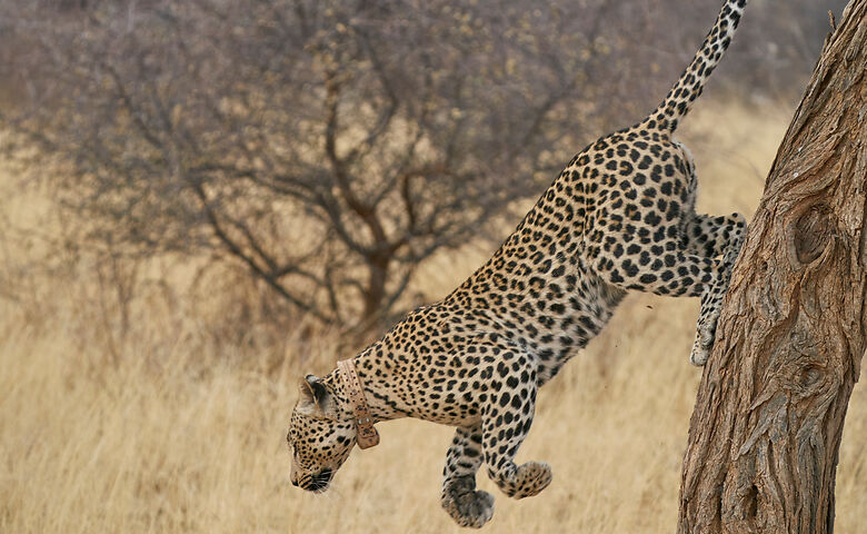 Gepard im Okonjima-Nationalpark springt an einem Baum herunter