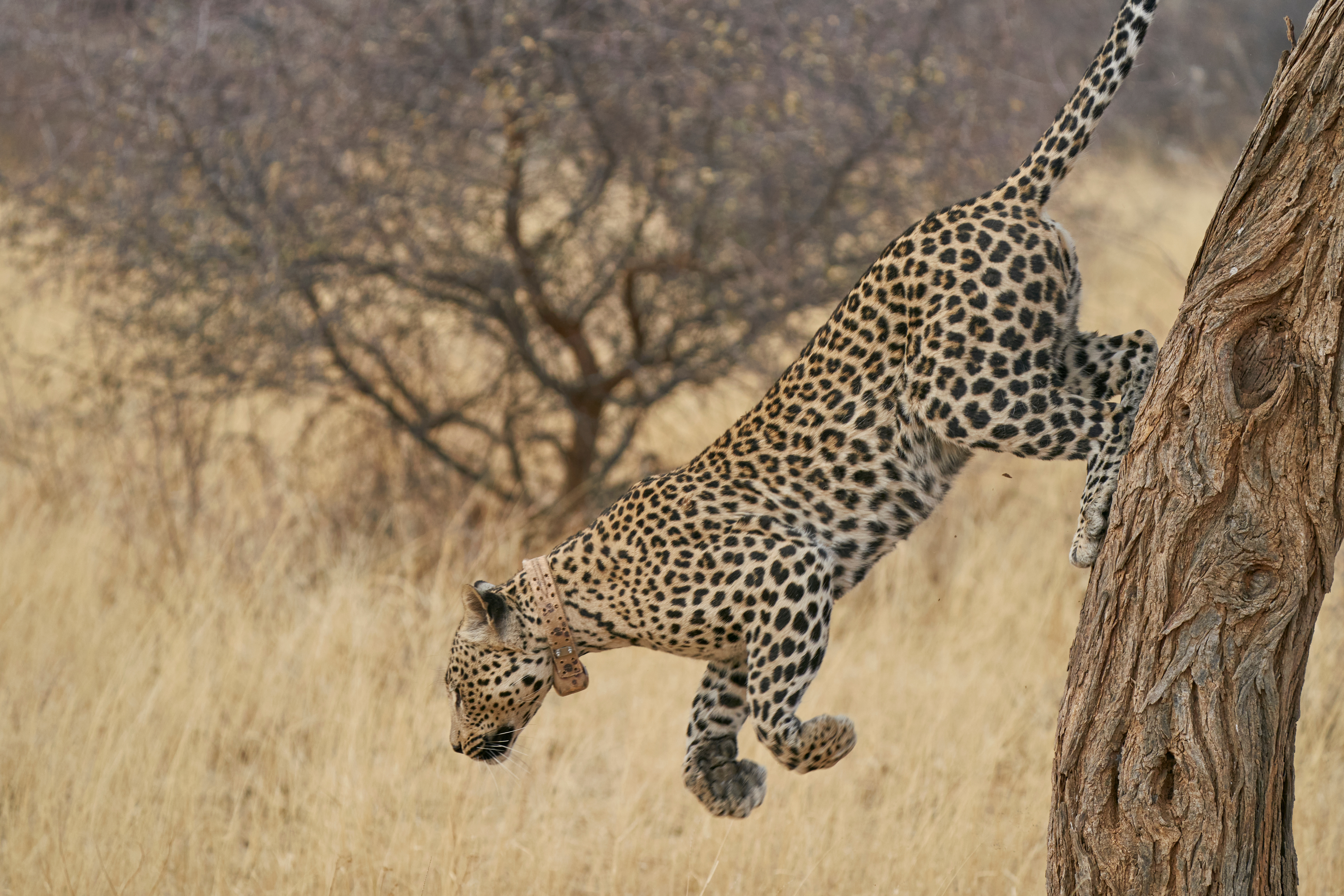 Gepard im Okonjima-Nationalpark springt an einem Baum herunter 