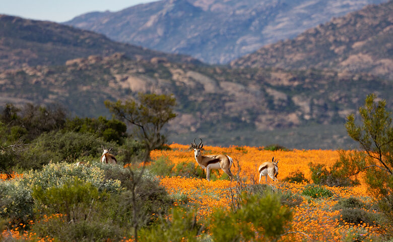 Springböcke im Namaqualand in Südafrika zwischen Blumenfeldern