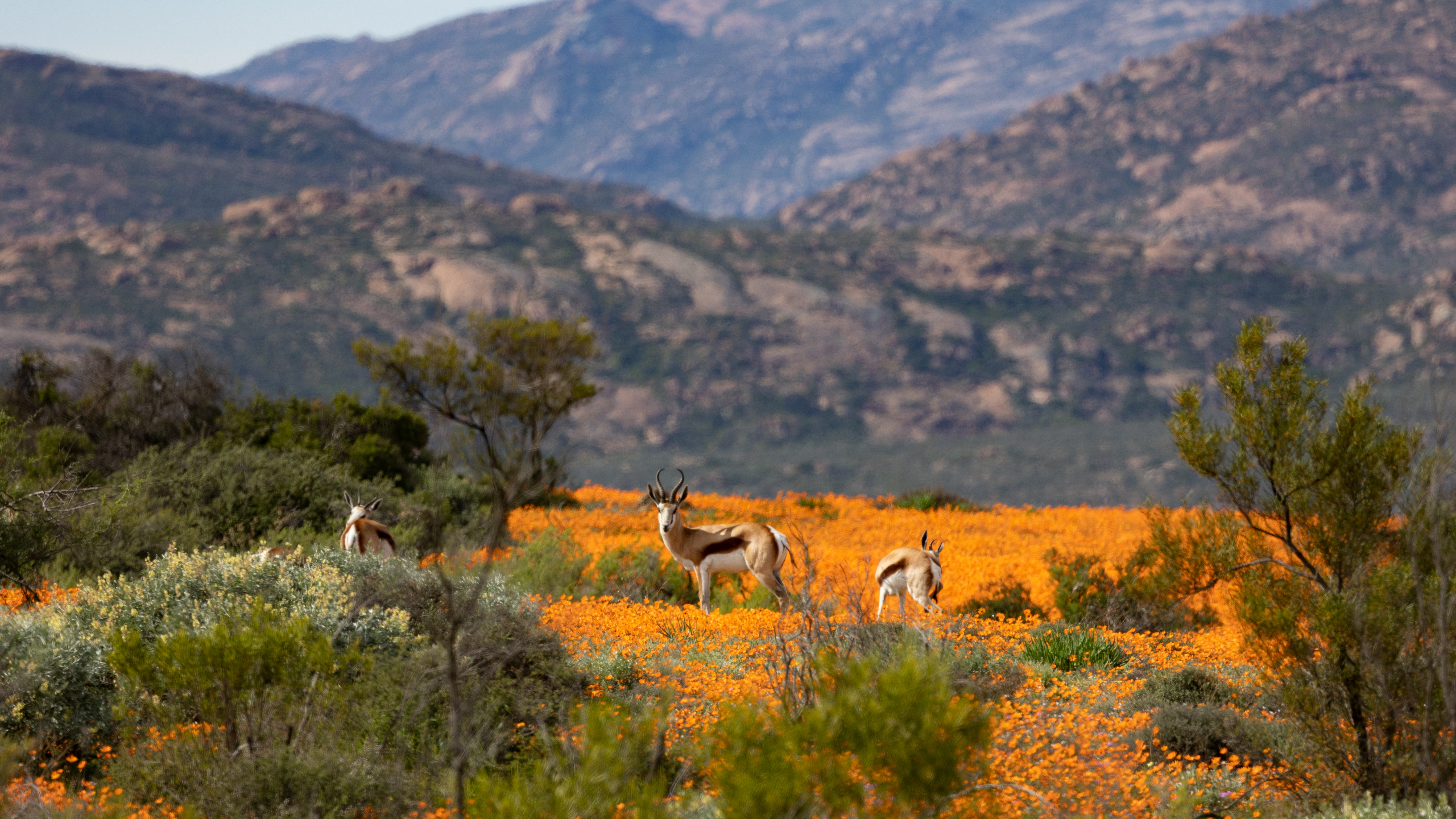  Springböcke im Namaqualand in Südafrika zwischen Blumenfeldern