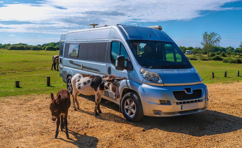 Camper in England mit Pferden