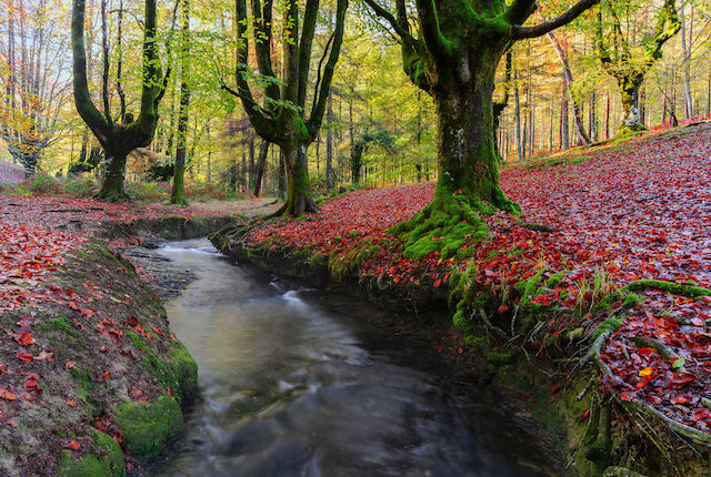 Foresta di faggi di Otzarreta, Parco Naturale di Gorbea, Vizcaya, Spagna