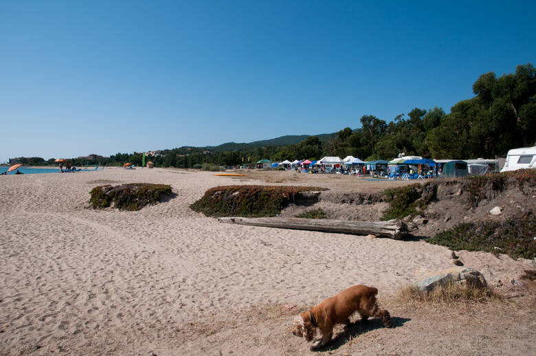 Hund auf einem Campingplatz auf Korsika