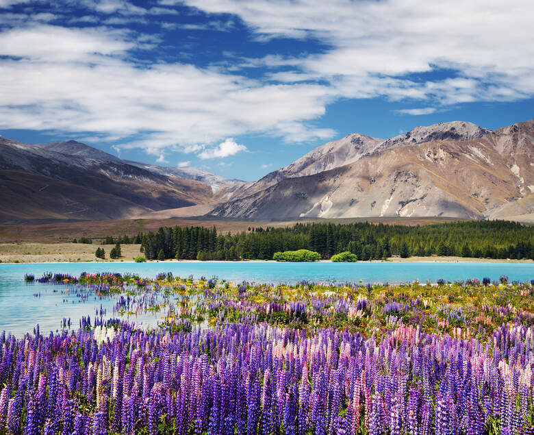 Blumen blühen am Lake Tekapo in Neuseeland