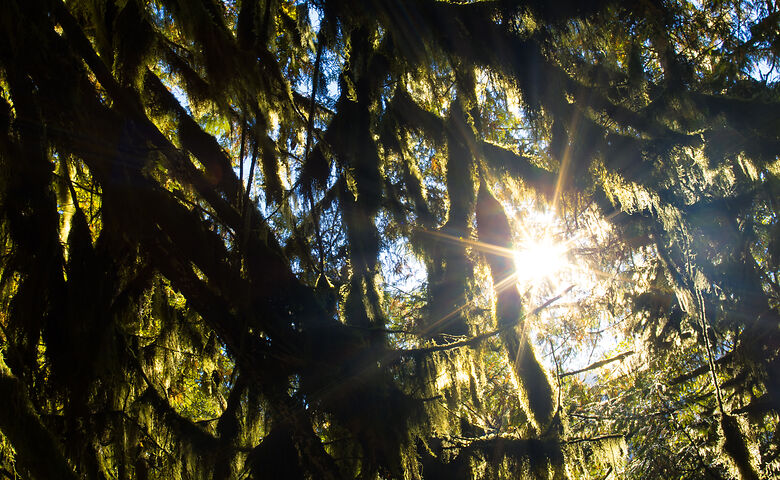 Trees on Vancouver Island