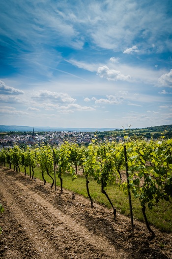 Weinreben an einem sonnigen Tag