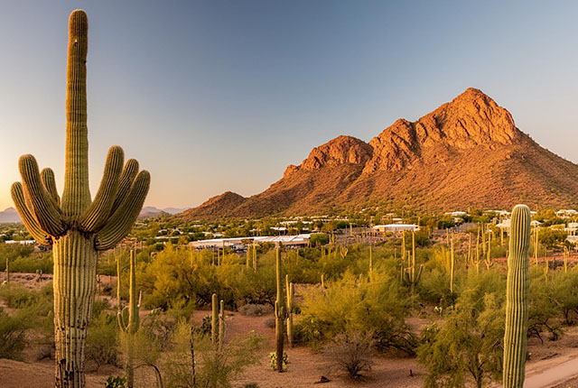 Vue du désert de l'Arizona avec des cactus saguaro à Phoenix (USA)