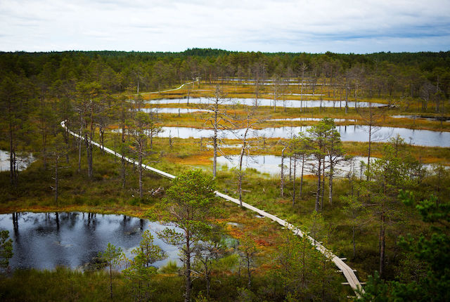 Promenade en bois dans le parc national de Lahemaa en Estonie