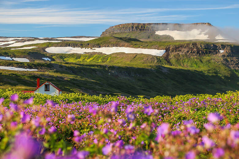 Pinke Blumen in Berglandschaft auf den Westfjorden in Island