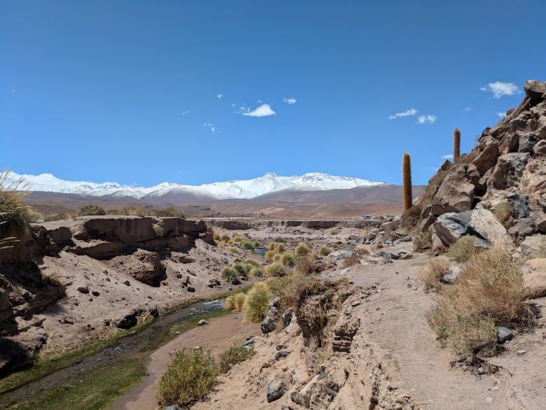 Kakteen und die schneebedeckten Anden in der Atacama-Wüste
