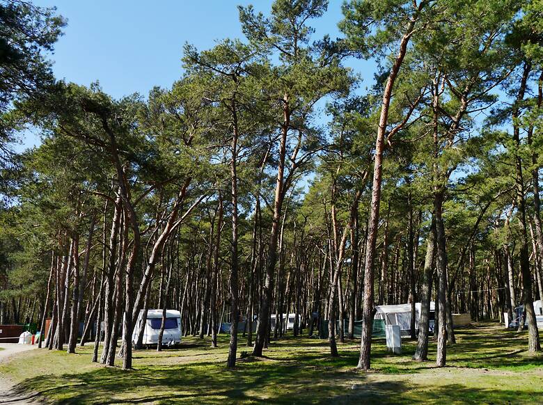 Wohnmobile campen zwischen Bäumen an der Ostsee