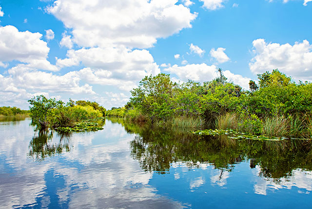 Mokradła na Florydzie w Parku Narodowym Everglades w USA