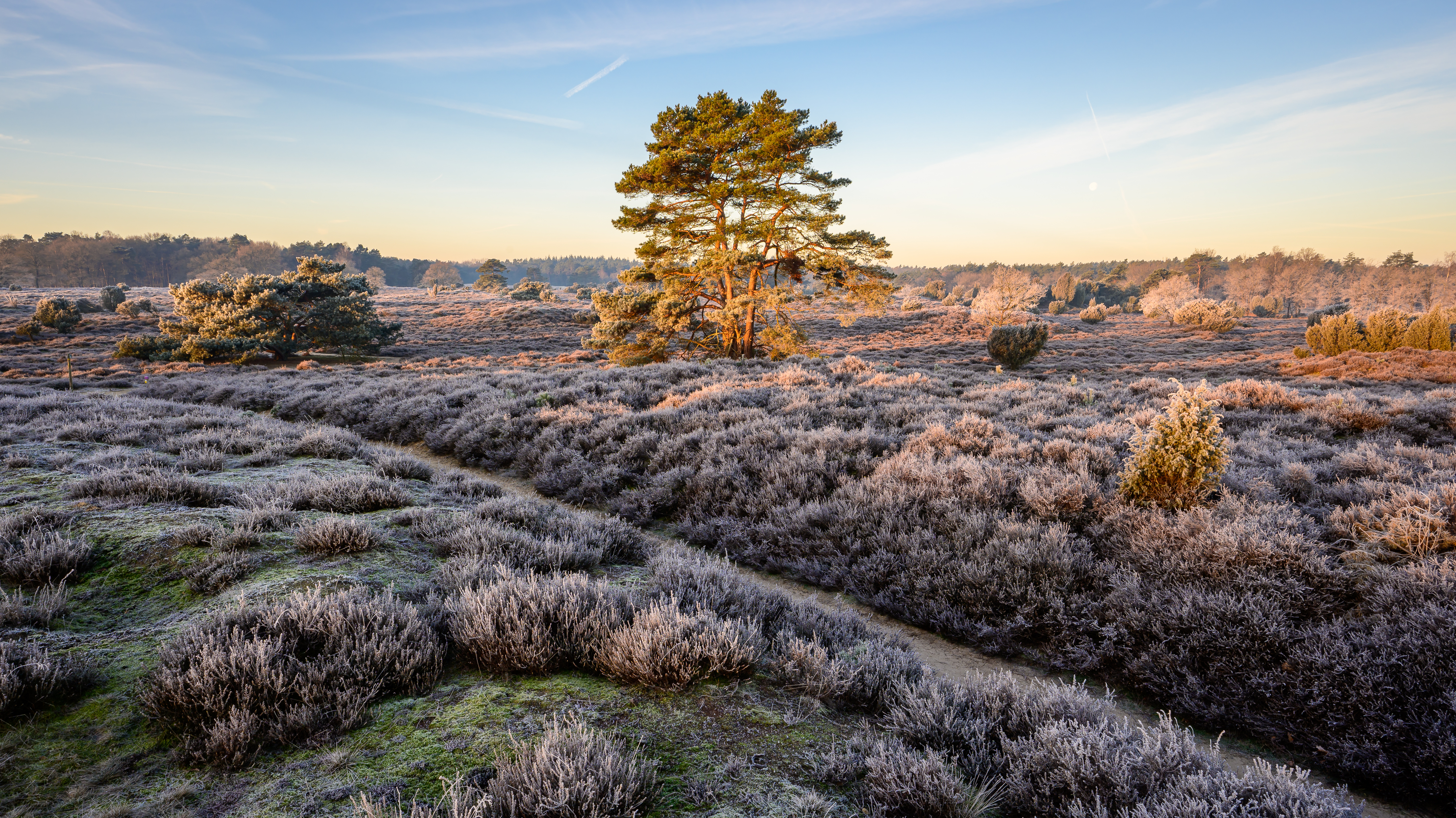 Heidegebied in Drenthe om te wandelen