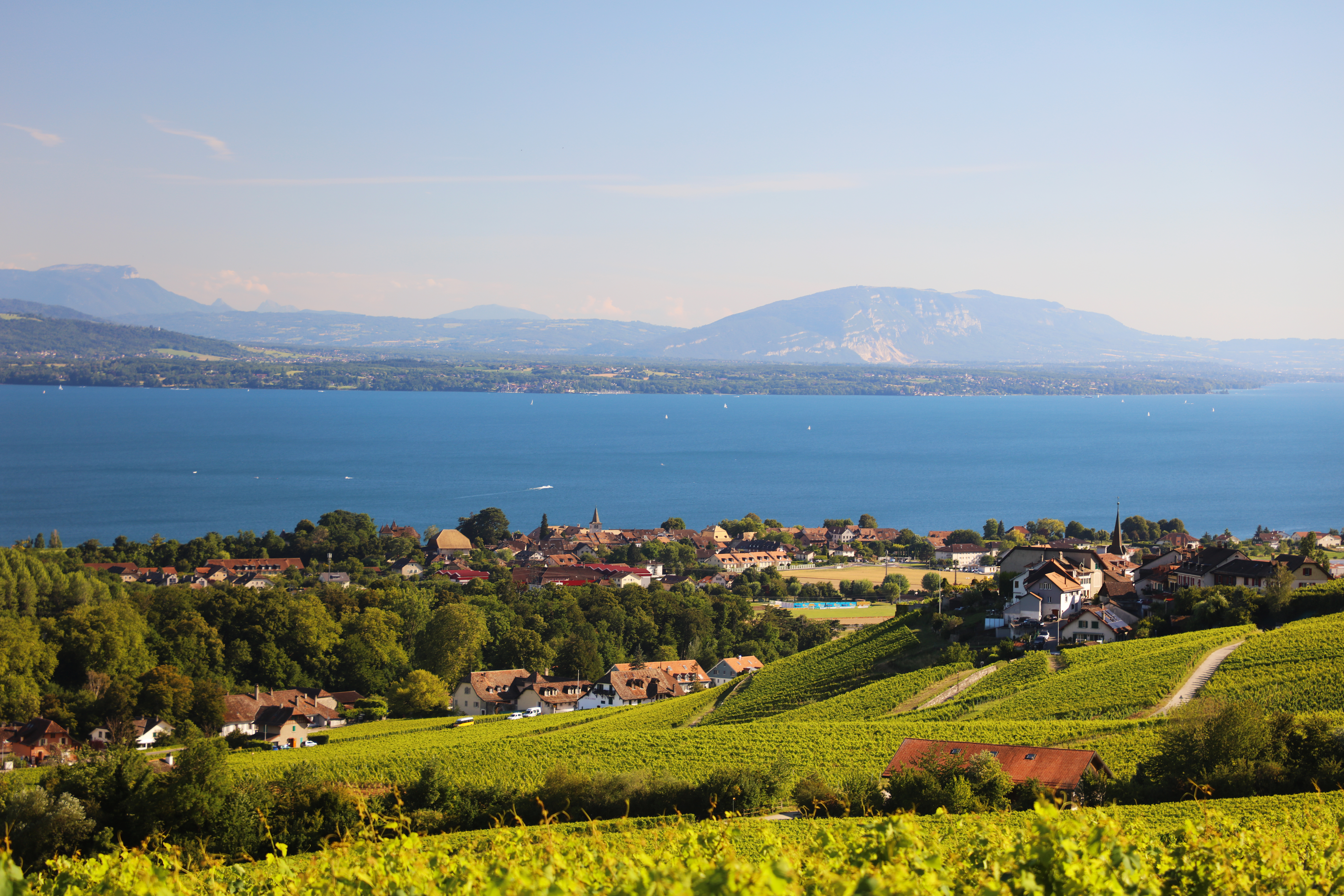 Weinanbaugebiet am Genfersee