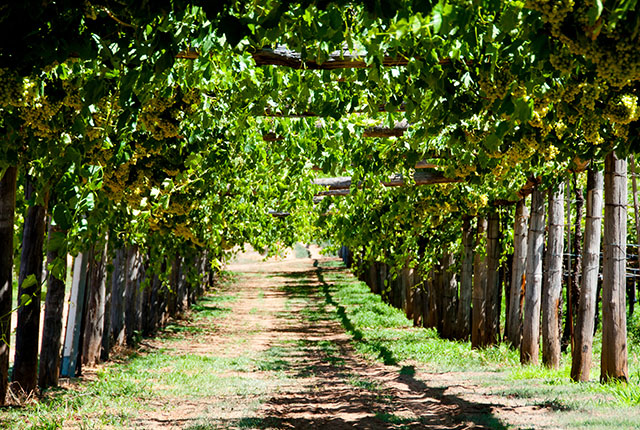 Swan valley near Perth, Australia