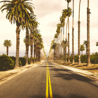Strada in California con palme