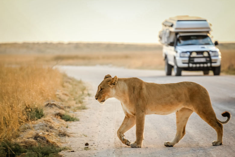 Namibia Safari im Wohnmobil