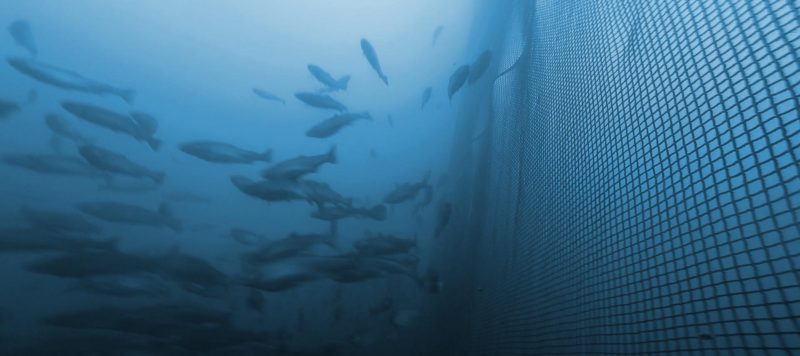 norway aquaculture preventing fish escapes