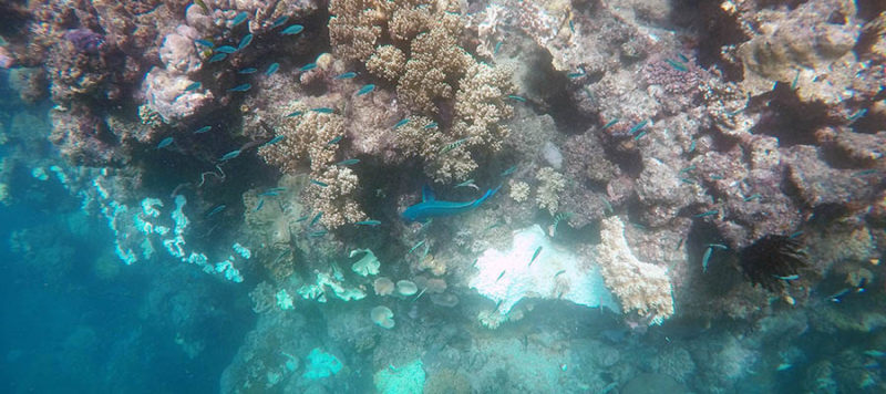 Blue Fish Underwater