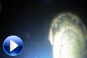 ROV Encounters Alligator