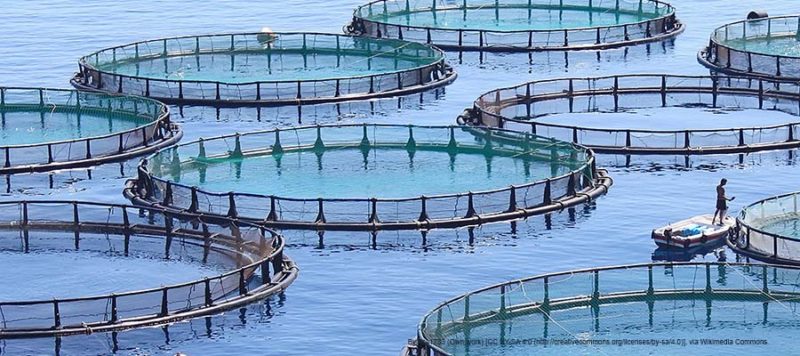 africa aquaculture fish farms