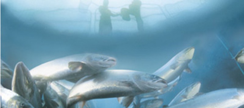 aquaculture-underwater-rov