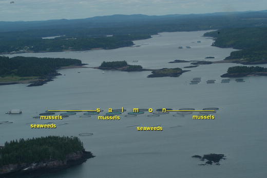 Multi Species Aquaculture Sustainable Food