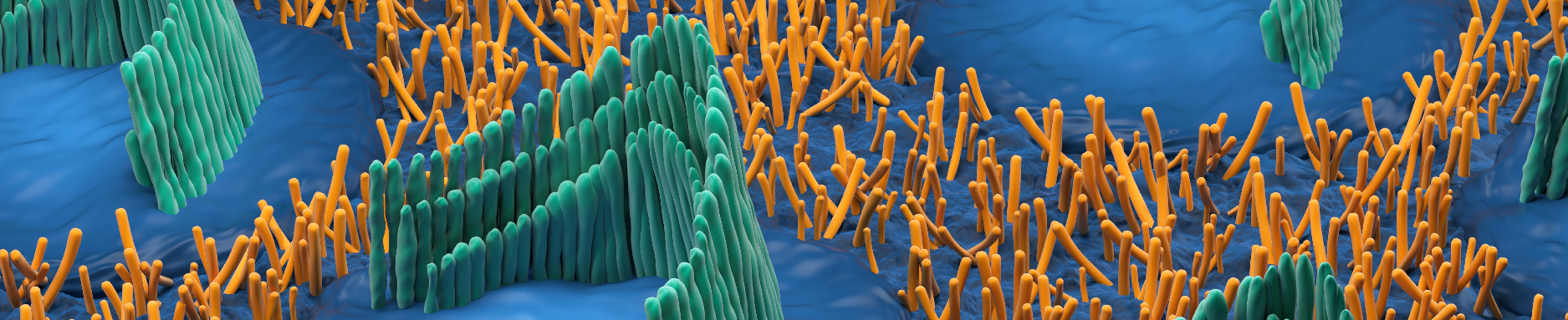 Inner ear hair cells in the vestibular system - isometric view 3D illustration of blue, green and gold.