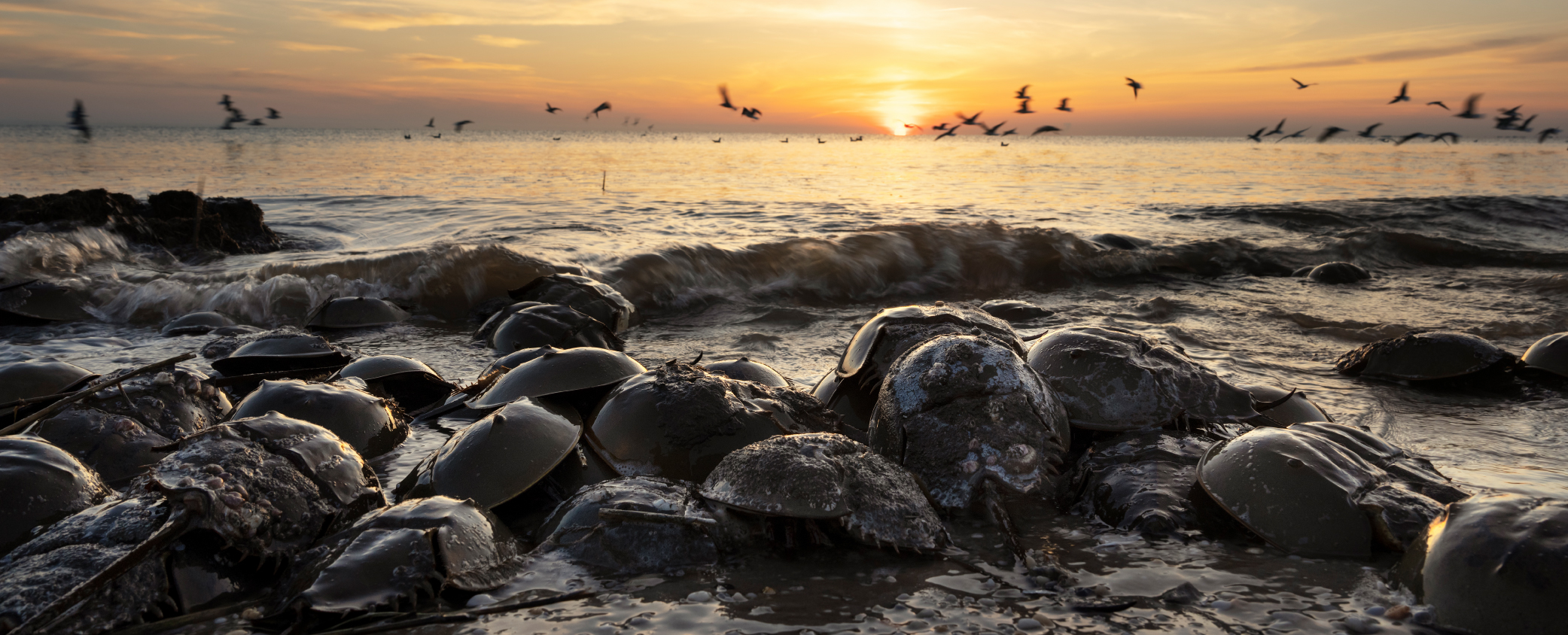 Horseshoe crabs at the water's edge with birds flying at sunrise