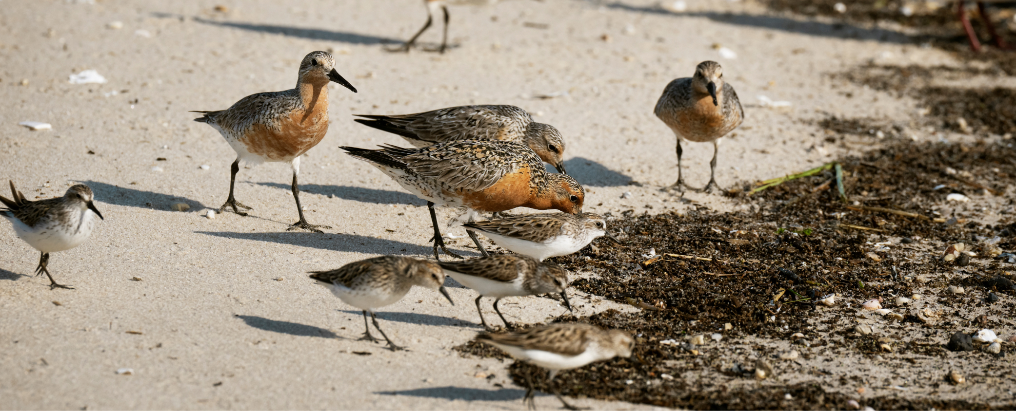 Redknot birds on the sand at the water's edge.