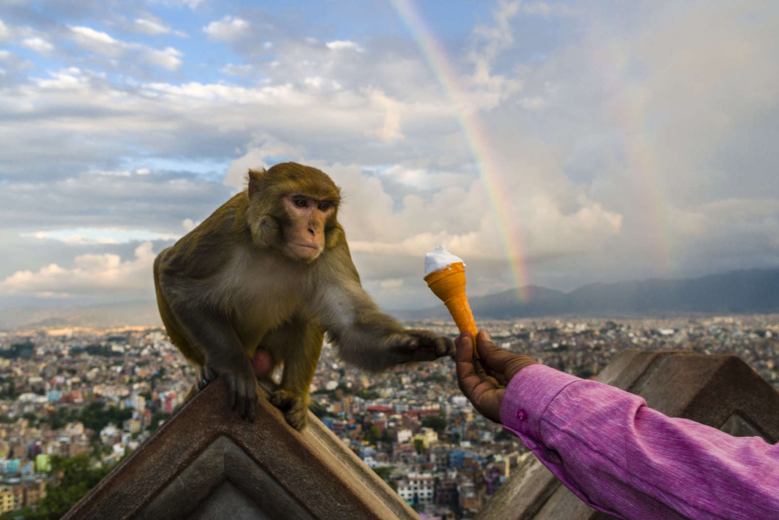 Monkey business: Delhi gets cutouts of langurs to ease menace