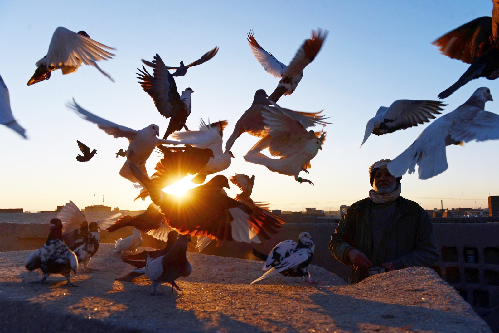 По крышам бегать голубей гонять. Птицы Афганистана. Афганистан птицы в небе. Невероятное приключение любителя голубей. Картинка в небе Афгана птицы.