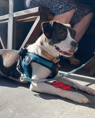 My dog Soup sitting in the sun on a restaurant patio.
