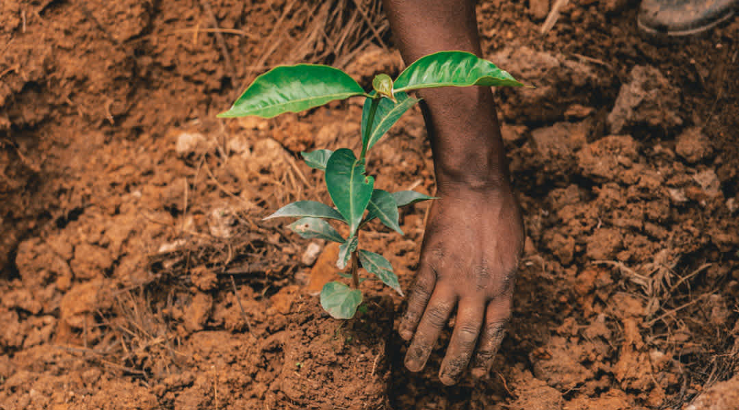 Photo of a hand reaching down and scooping dirt around a freshly planted tree. 