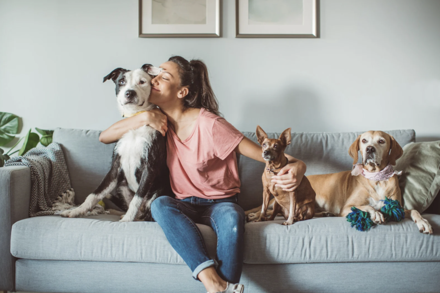 ultimate love letter to your pets article 