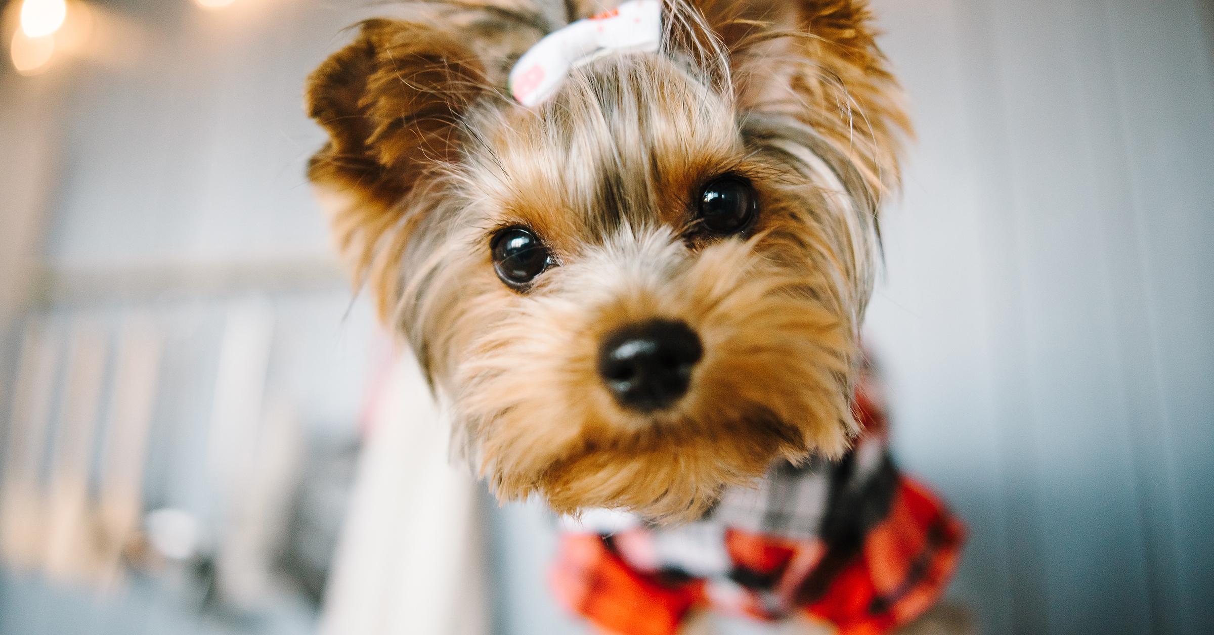 SEO: How Tiffany Williams used Podia to scale her online business