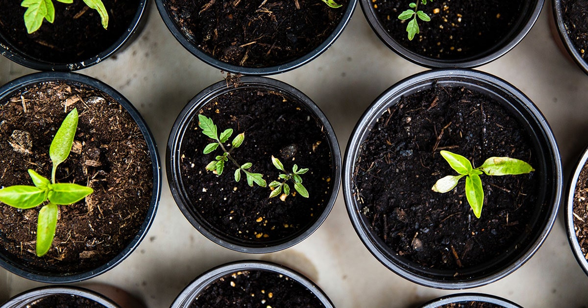 SEO: How to market an online business and turn a tidy profit