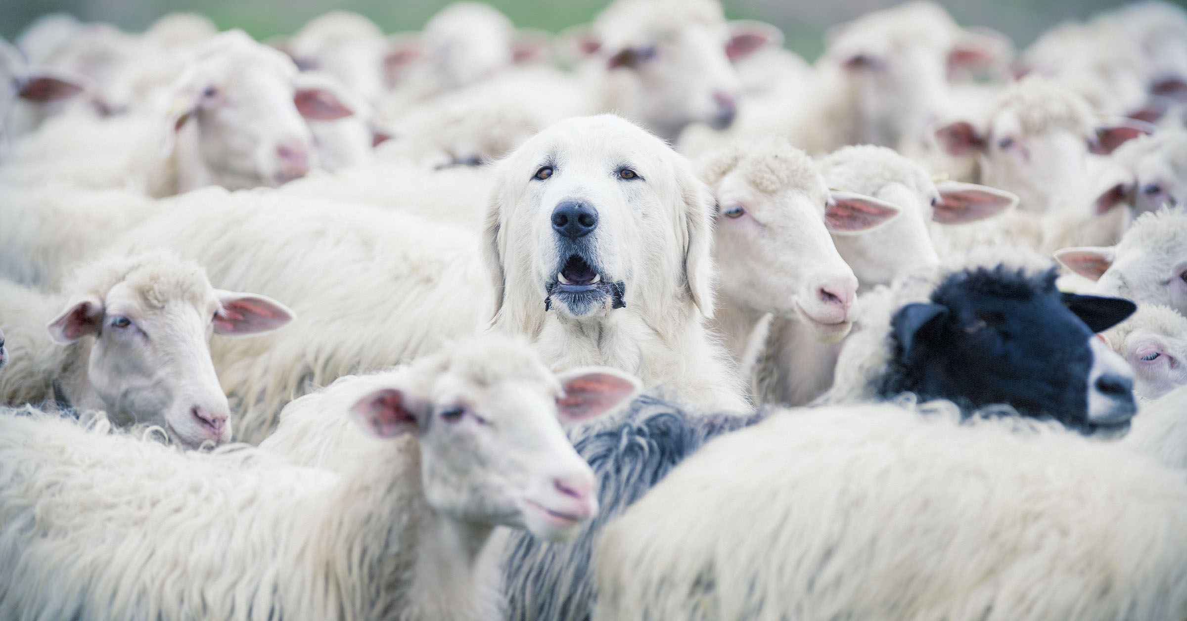 SEO: How to sell online courses in crowded markets and competitive niches