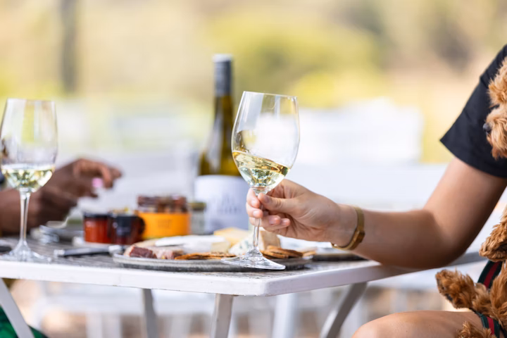 Image of dog on woman's lap at a winery