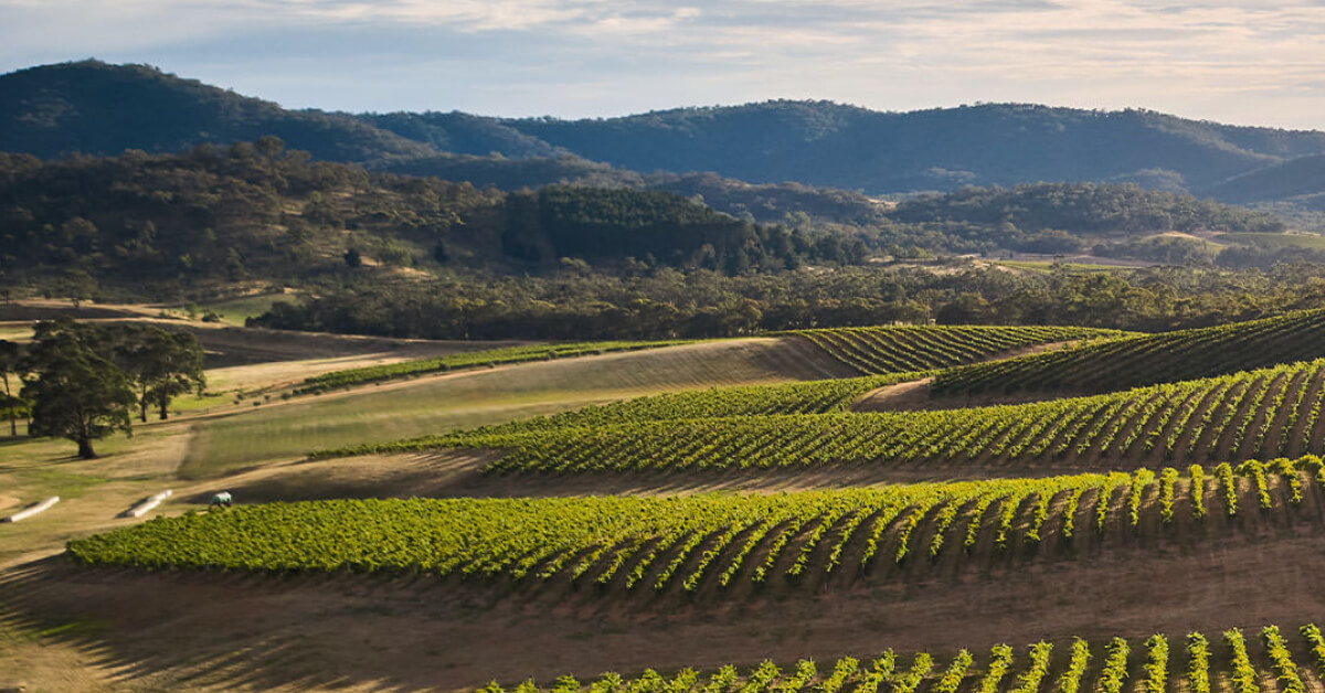Dalwhinnie Vineyard