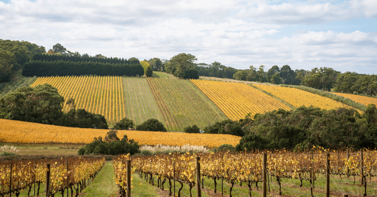 A vineyard on the Mornington Peninsula