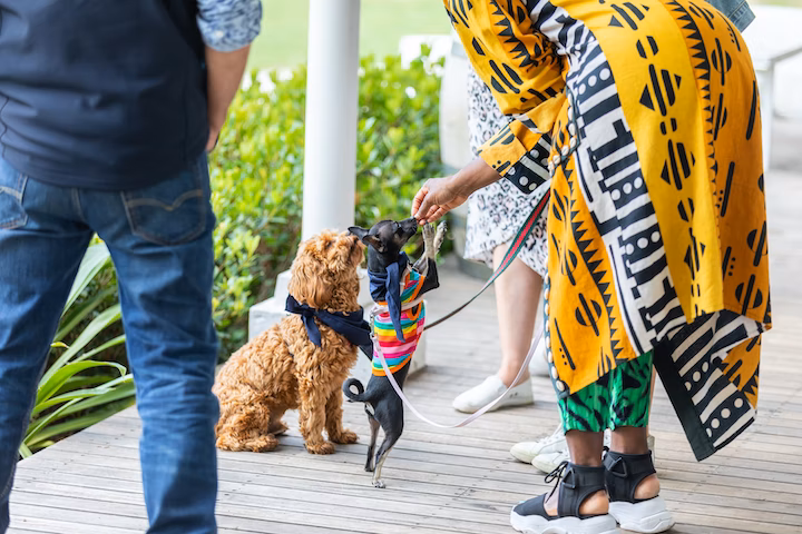 Image of 2 dogs at a winery