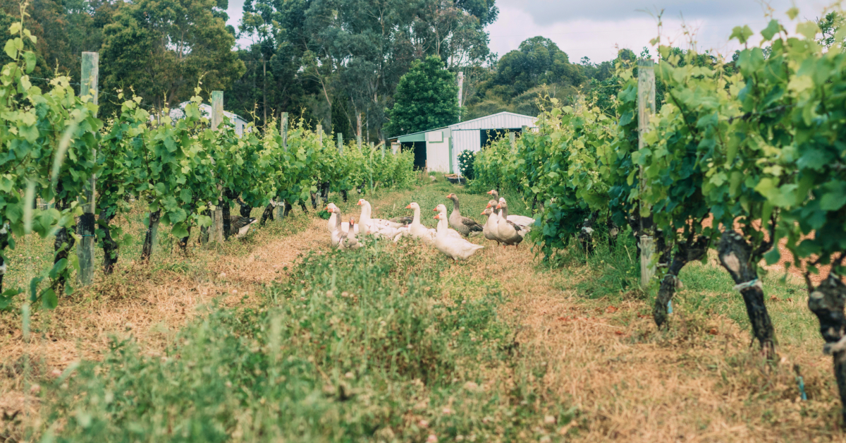 Featured in a guide to the wines of Margaret River by Vinomofo | Epic wine deals, happiness guaranteed.