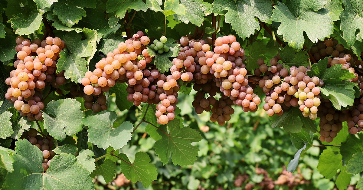 Pinot Gris grapes