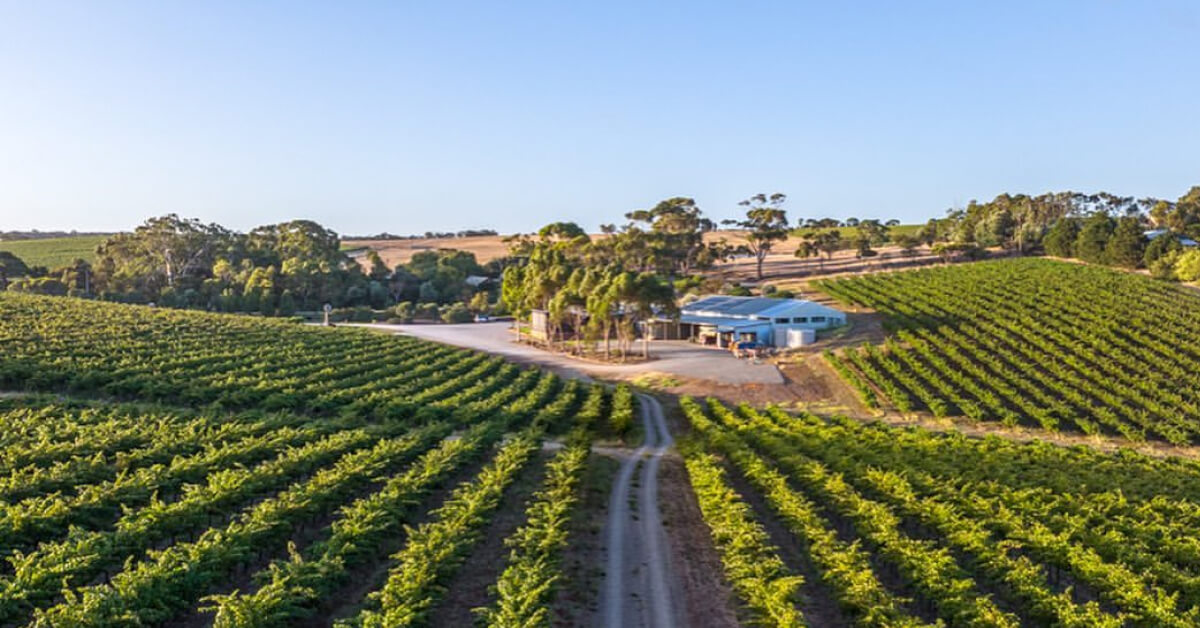 Olivers Taranga Cellar Door